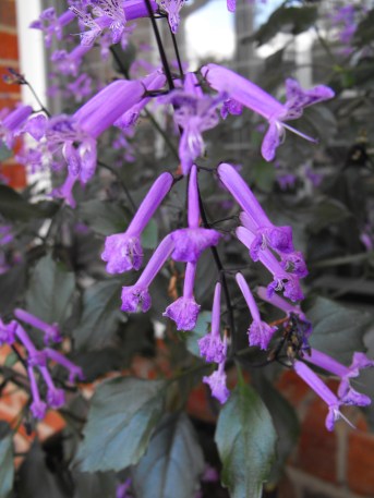 DSCF0263